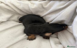 Dachshund dogs for sale: Litter of standard Dachshund  - Image 33