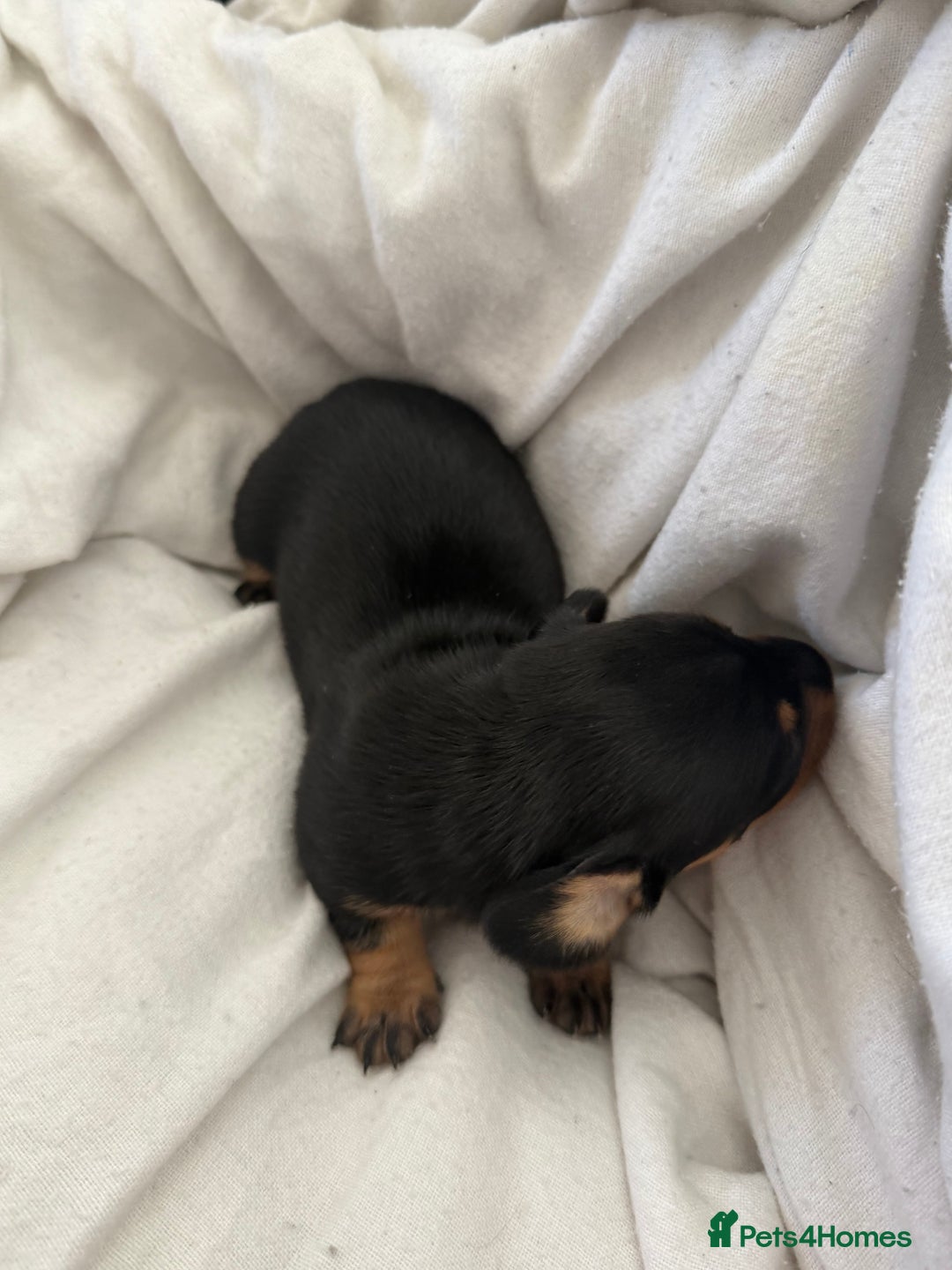 Dachshund dogs for sale: Litter of standard Dachshund  - Image 33
