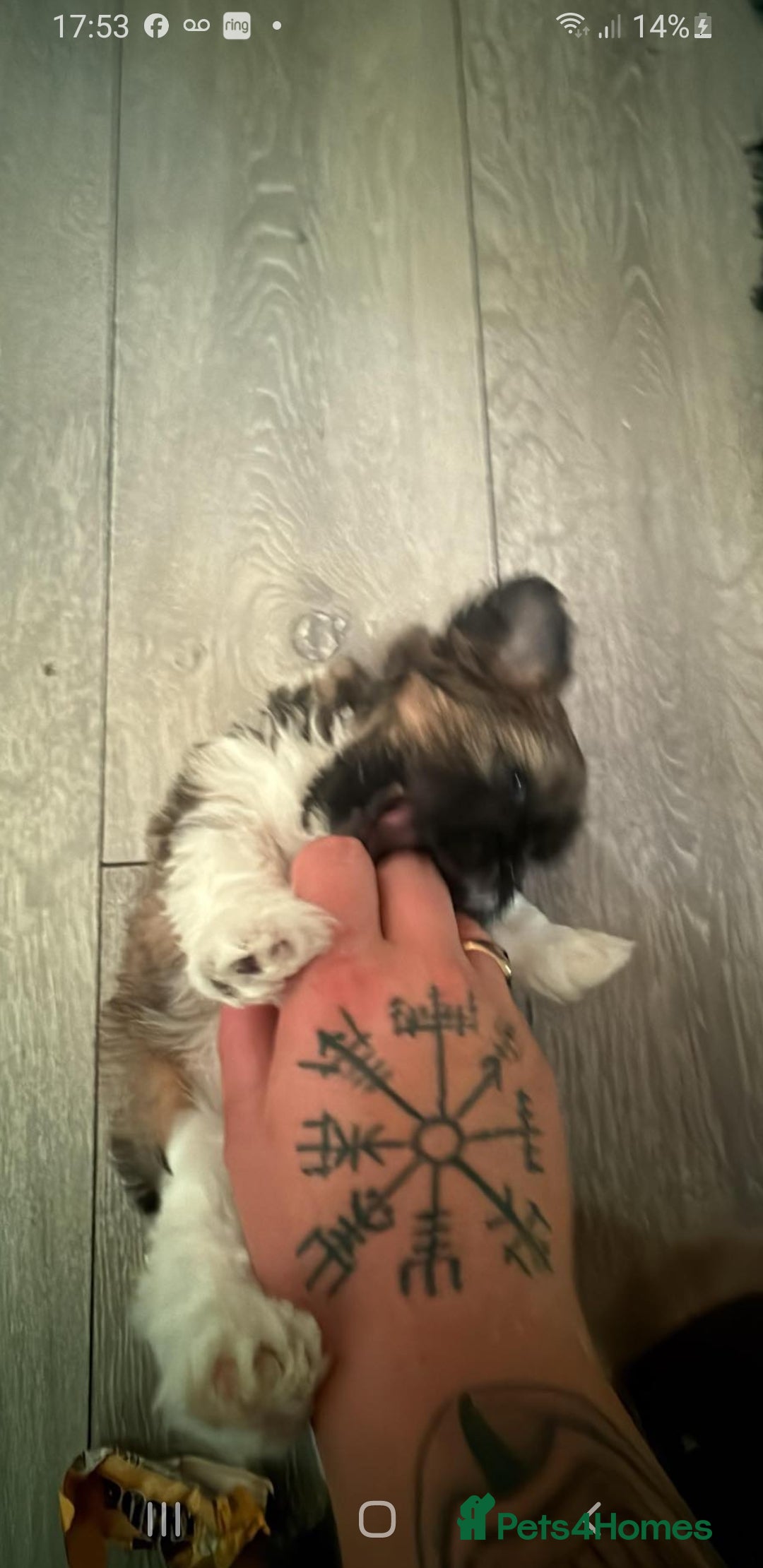 Lhasa Apso dogs for sale: 6 beautiful Lhasa Apso puppies - Image 16