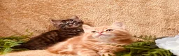 Norwegian Forest Cat cats for sale: STUNNING WEDGIE BOYS AVAILABLE  - Advert 7