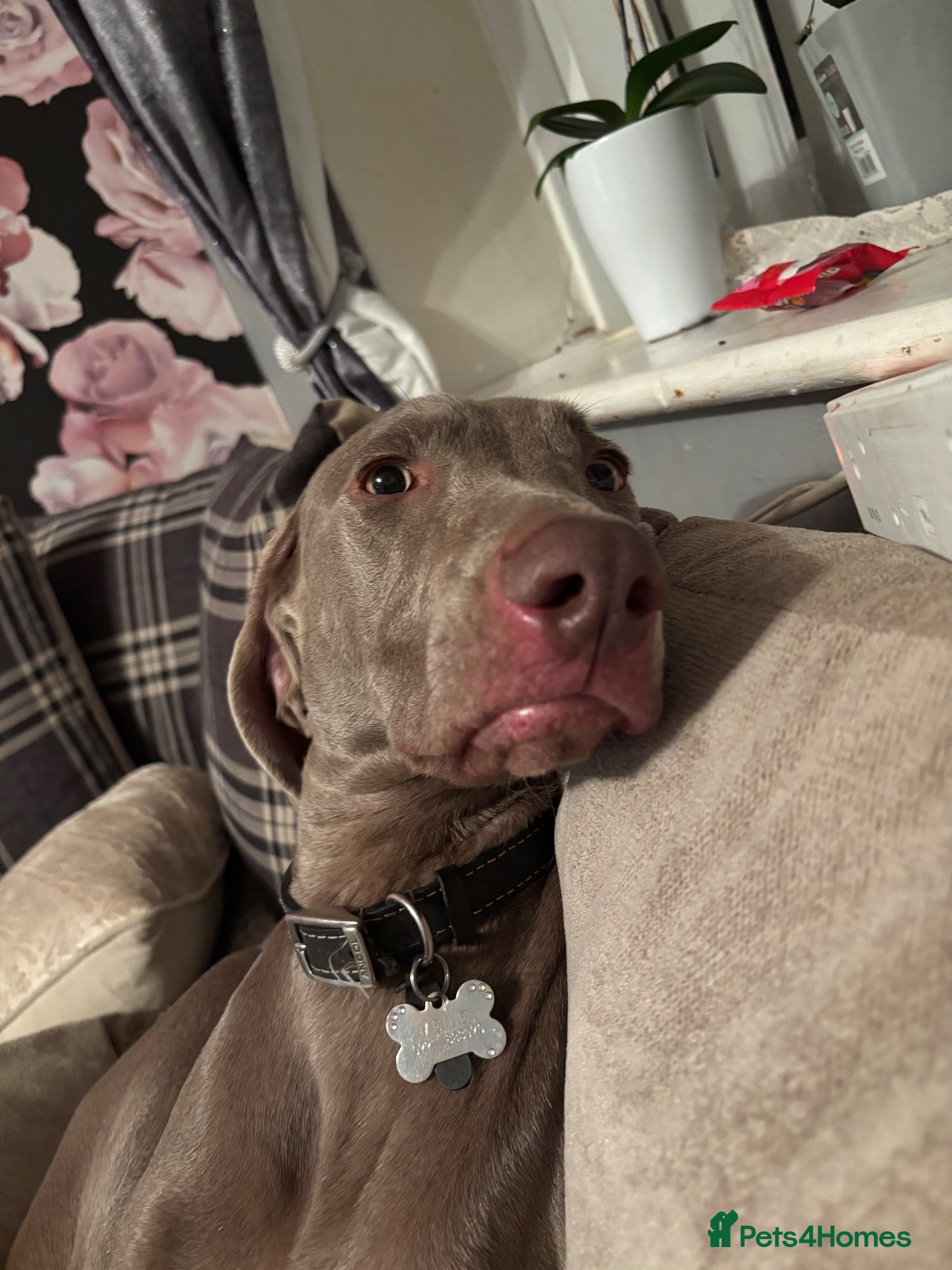 Weimaraner dogs Meet LULU - Advert 2