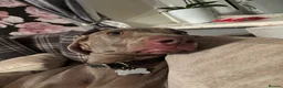 Weimaraner dogs for sale: Meet LULU - Advert 1