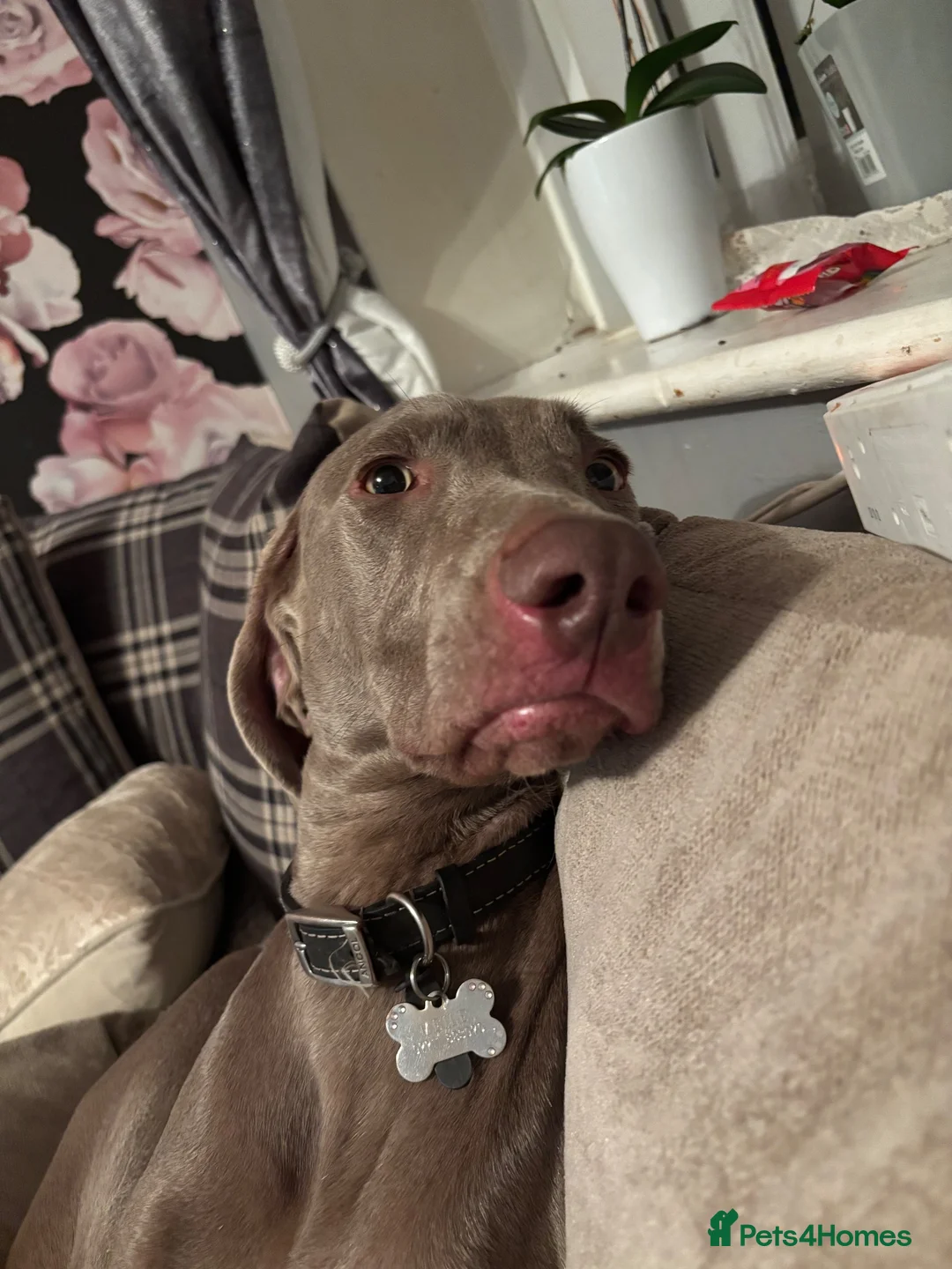 Weimaraner dogs for sale: Meet LULU - Advert 1