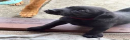 Labrador Retriever dogs for sale: KC Labrador pups for sale (fox red and black) in Shrewsbury - Advert 10