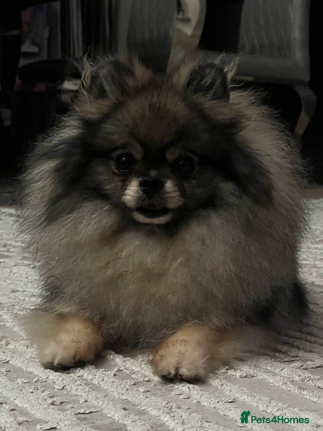 Pomeranian dogs for sale: For sale (Rehoming) 3,5 years female Pom  - Advert 5