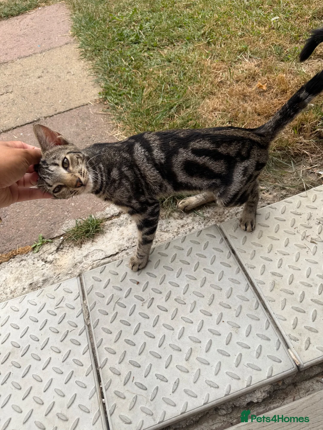 Savannah cats for sale: Savannah kitten Missy in London - Advert 1