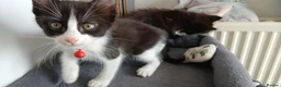 Mixed Breed cats for sale: 5 cuties looking for new forever homes - Advert 26