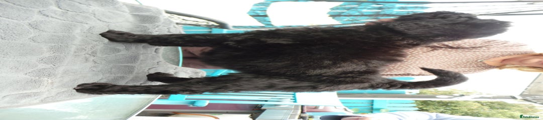 Russian Black Terrier Puppy 2