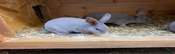 Rex rabbits for sale: Stunning lilac Baby mini Rex  - Advert 6