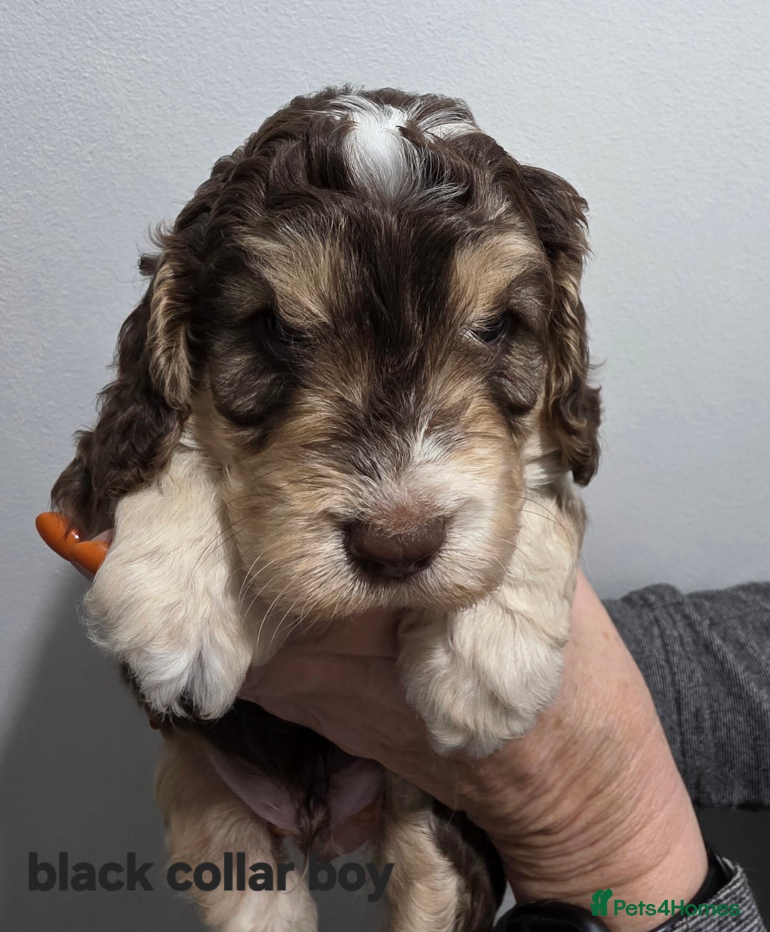 Cockapoo dogs for sale: Stunning f1 cockapoo pups - Advert 7