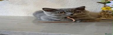 British Shorthair 2
