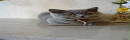 British Shorthair cats for sale: British blue short hair in Staines - Advert 9