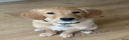 Golden Retriever dogs for sale: 10-Month-Old KC Registered Golden Retriever  - Advert 15