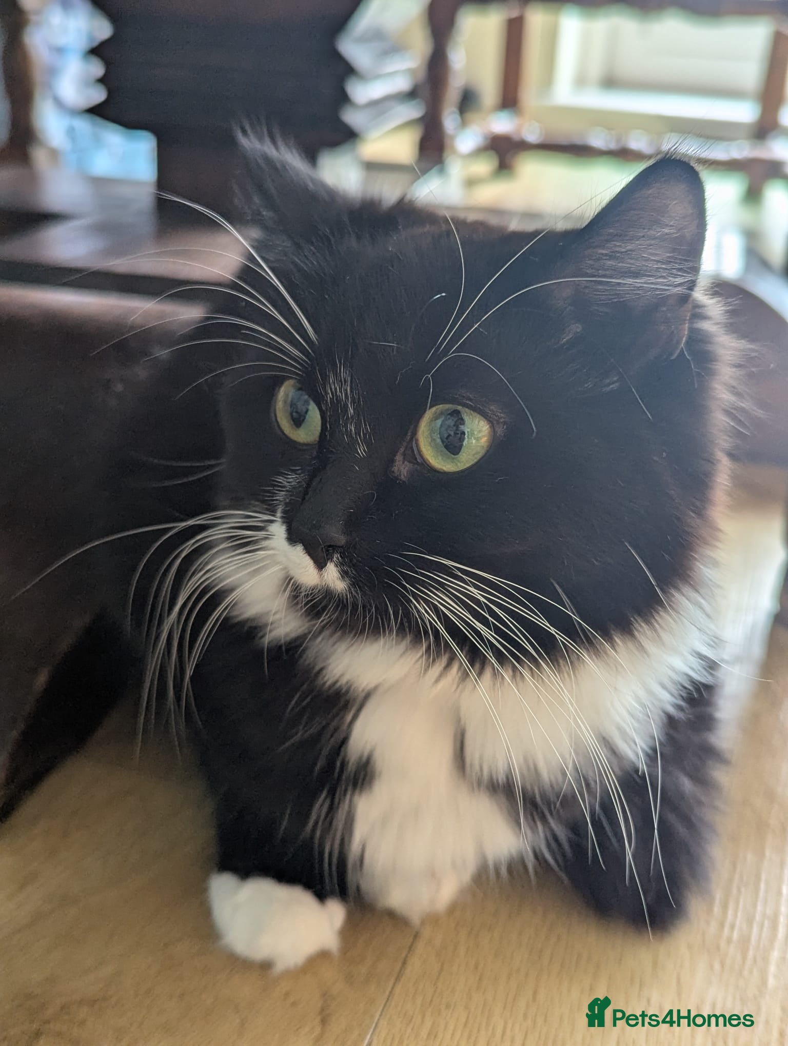 Mixed Breed cats for sale: Two kittens for sale  - Advert 1