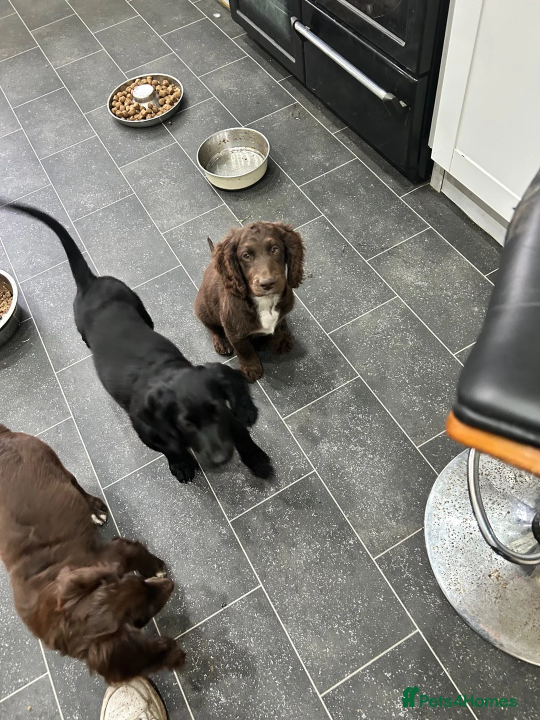 Cockapoo dogs for sale: Last female cockerpoo for sale  - Advert 6