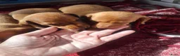 Dachshund dogs for sale: Dashonds - Advert 3
