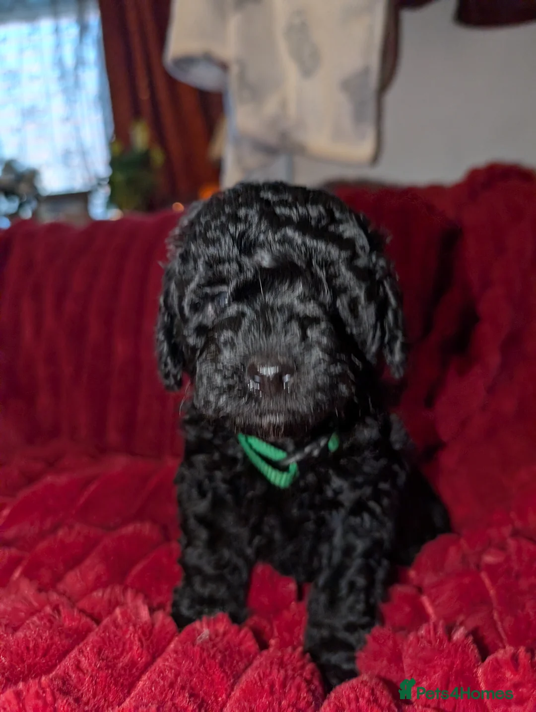 Cockapoo dogs for sale: Toy cockerpoo puppies  - Advert 2