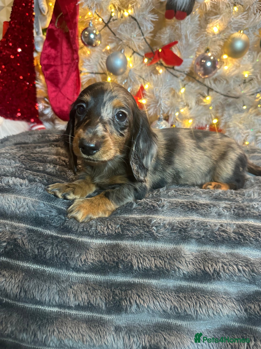 Miniature Dachshund dogs for sale: Long Haired Miniature Dachshund puppies - Advert 20