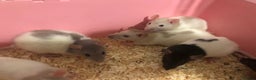 Rat rodents for sale: Beautiful tame fancy rats & mice - Advert 4