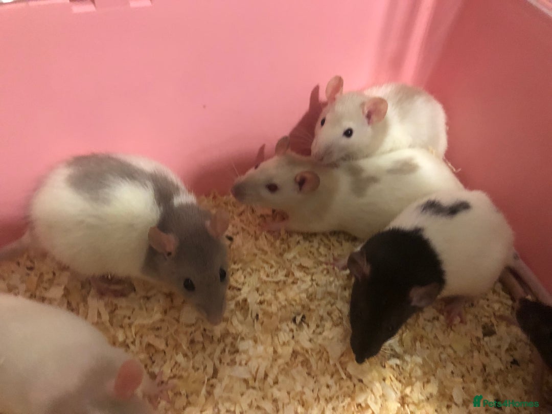 Rat rodents for sale: Beautiful tame fancy rats & mice - Advert 4
