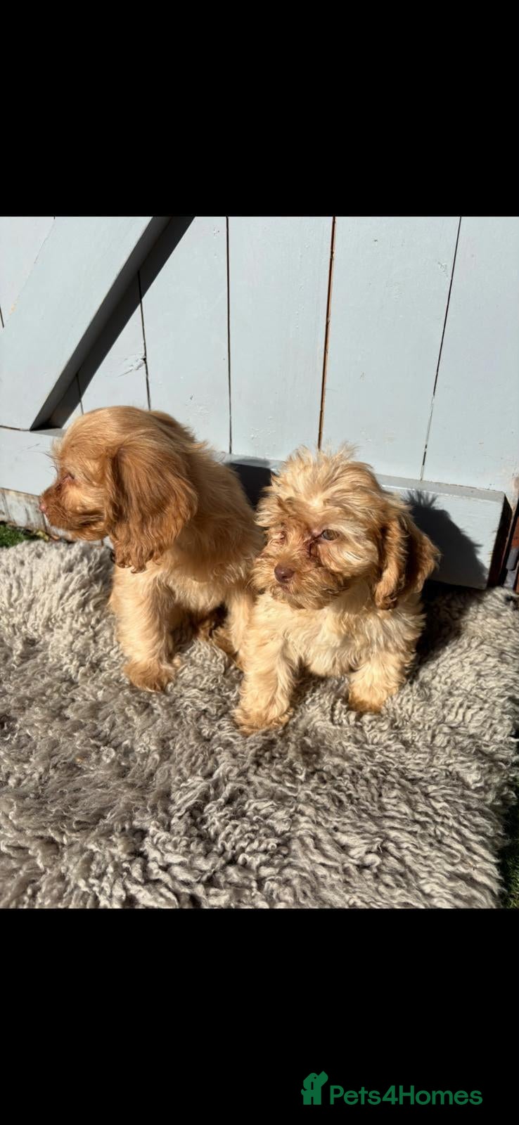 Cockapoo dogs COCKAPOO (£1200both) 9½ weeks old - Advert 1