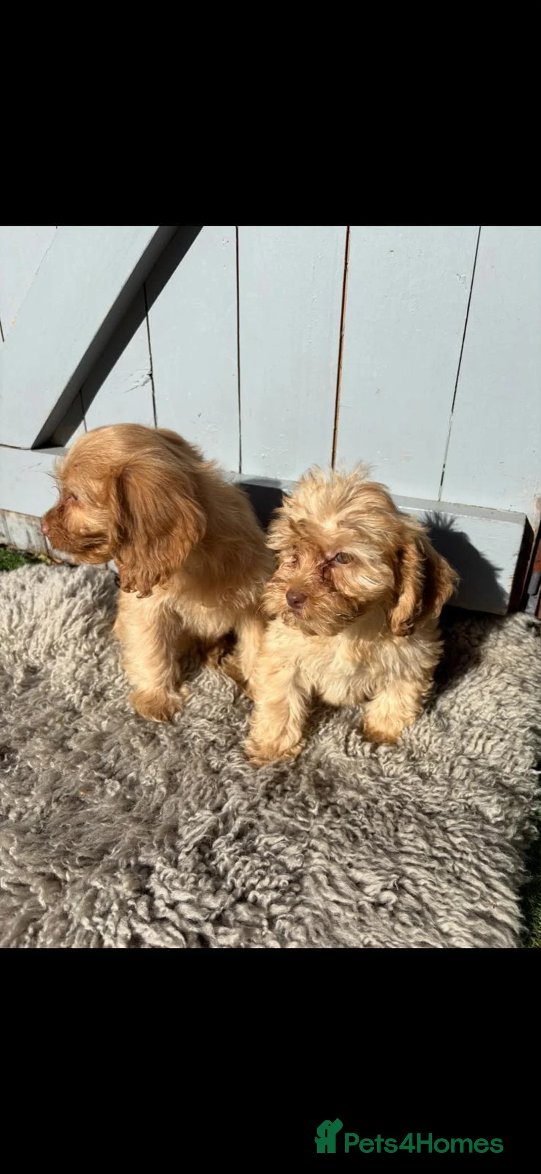 Cockapoo dogs for sale: COCKAPOO (£1200both) 9½ weeks old in Southend-on-Sea - Advert 1