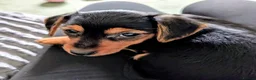 Mixed Breed dogs for sale: Miniature Dauschund/Dorkie pups - Advert 17
