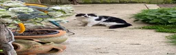 Mixed Breed cats for sale: Black and white female still available  - Advert 5