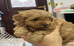 Shihpoo dogs for sale: 🐾 Toy Poodle x Shihpoo Puppies for Sale - Image 26