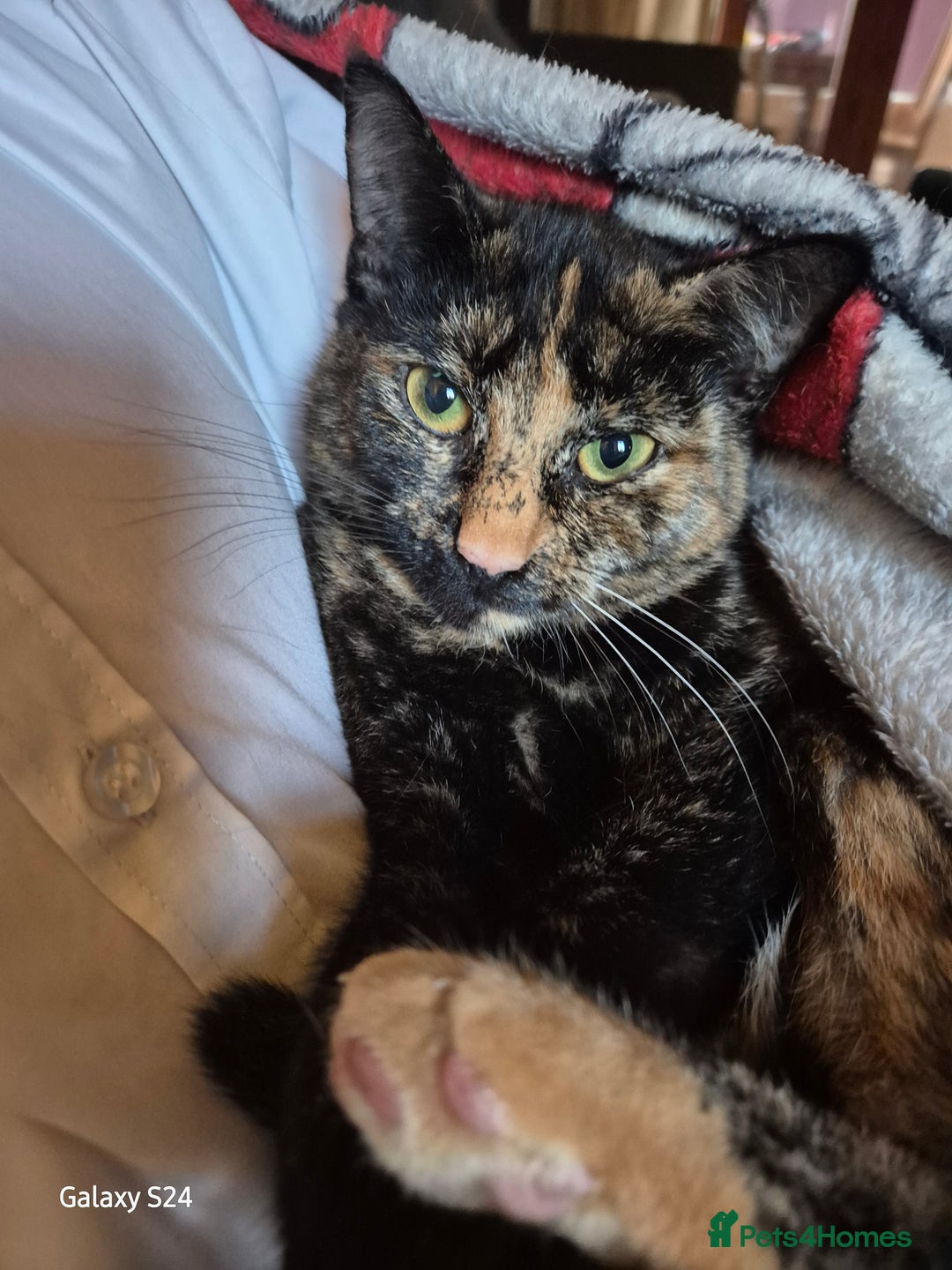 British Shorthair cats for sale: Older cats 🐈  - Advert 5