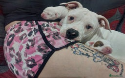American Bulldog dogs for sale: Beautiful American bulldog puppies  - Image 5