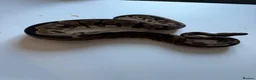 Python Snake reptiles for sale: Ball pythons various reduced  - Advert 23