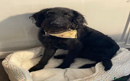 Labradoodle dogs for sale: Very lovely boy Bear 🐻  - Image 2