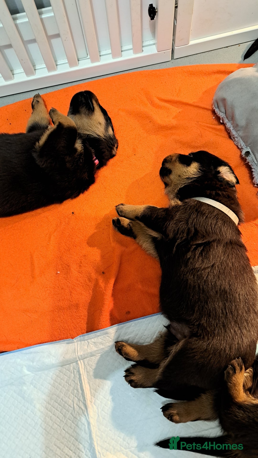 Rottweiler dogs for sale: Pure rottwieller pups - Image 5