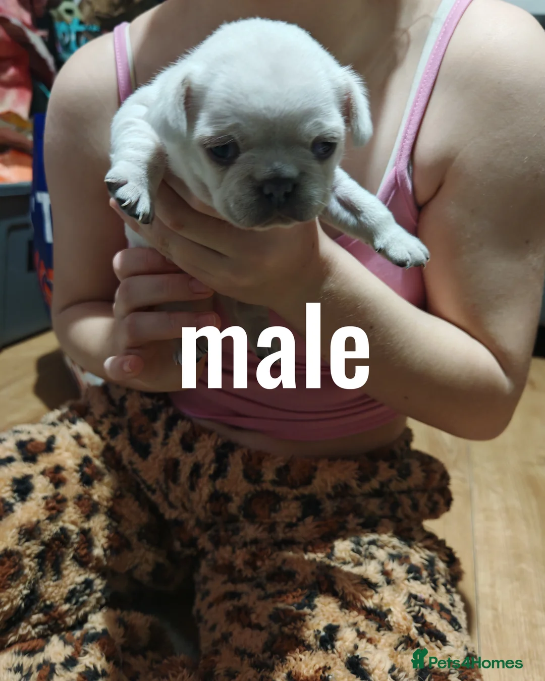 Frug dogs for sale: Frug puppies  - Advert 22