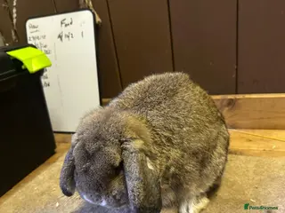 Mini Lop rabbits 1 x agouti buck - Advert 1