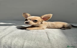 Chiweenie dogs for sale: ** chiweenie puppies  in Worcester - Image 18