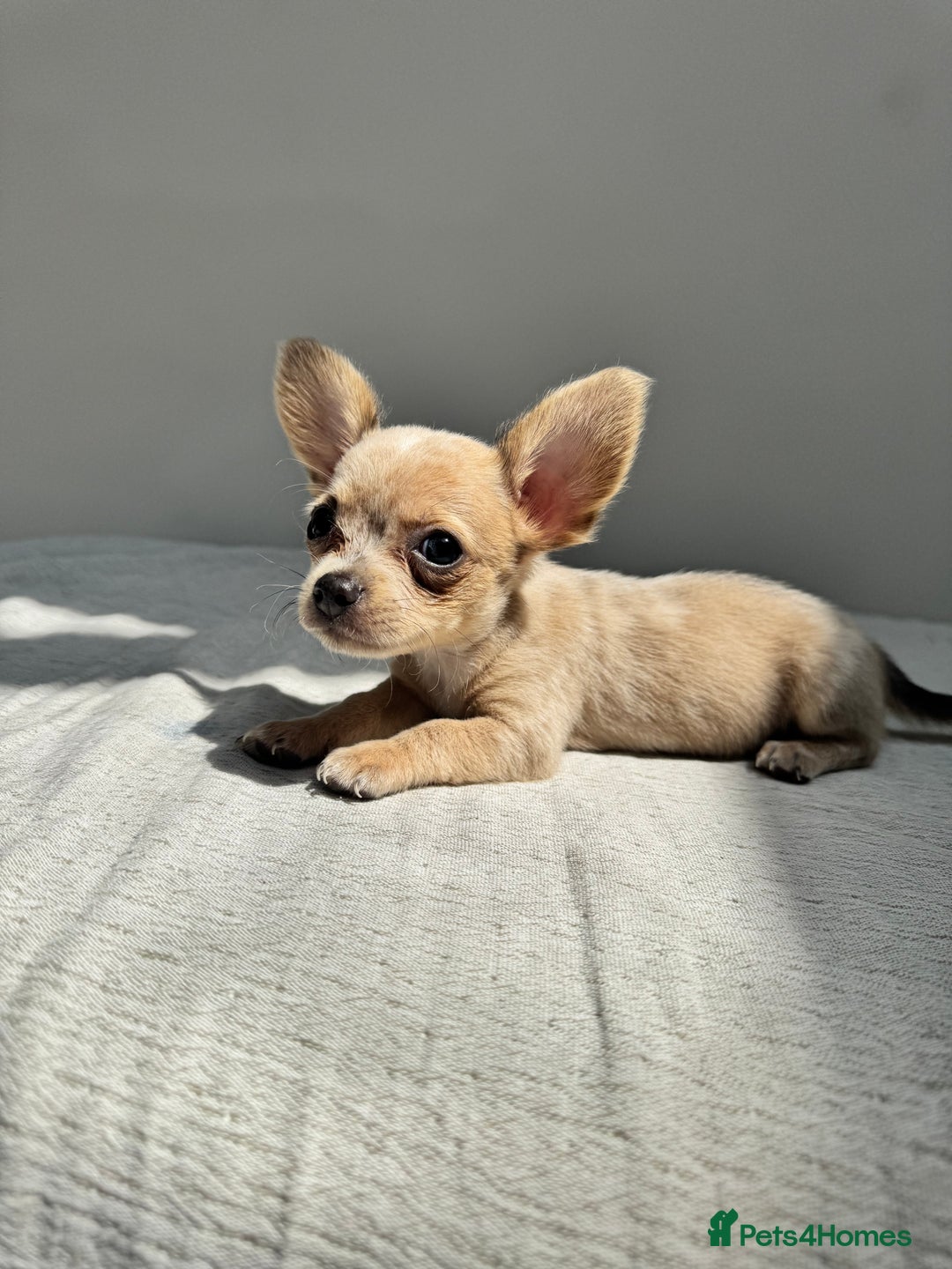 Chiweenie dogs for sale: ** chiweenie puppies  in Worcester - Image 18