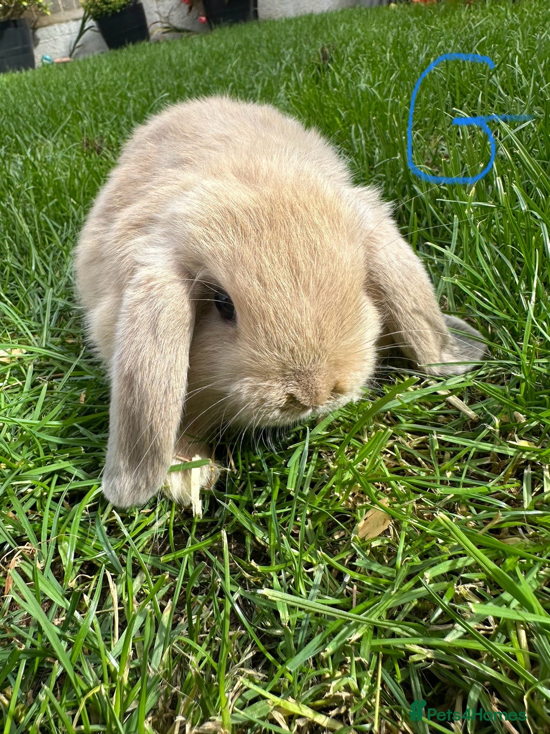 Mini Lop rabbits for sale: Mini Lop Male and Female Rabbits For Sale  - Image 5