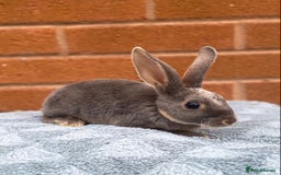 Rex rabbits for sale: Female & male mini rex rabbit kits VIENNA - Image 12