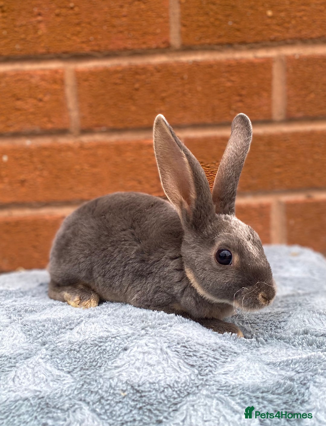 Rex rabbits for sale: Female & male mini rex rabbit kits VIENNA - Image 12