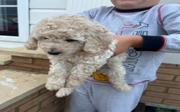 Cockapoo dogs for sale: Cockapoo F1B puppy’s  - Image 4
