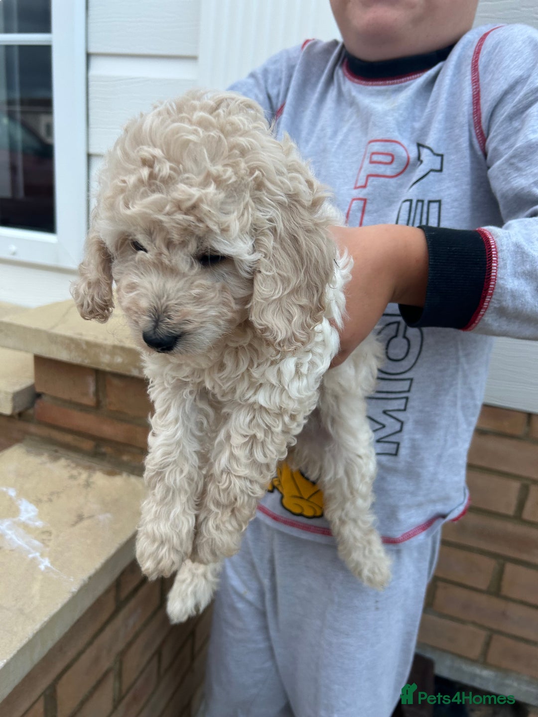 Cockapoo dogs for sale: Cockapoo F1B puppy’s  - Image 4
