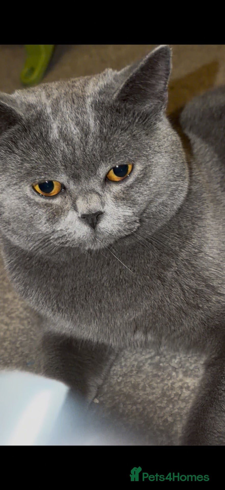 British Shorthair cats for sale: Blue British Shorthair  - Advert 4