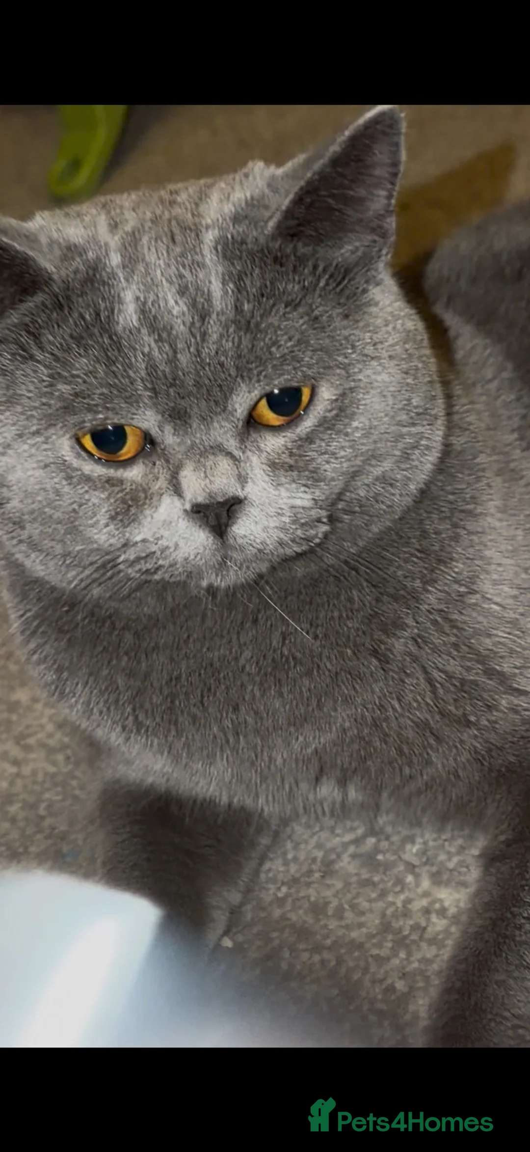 British Shorthair cats for sale: Blue British Shorthair  - Advert 1