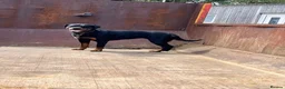Rottweiler dogs for sale: Phenomenal Rottweiler pups  in Ripon - Advert 5