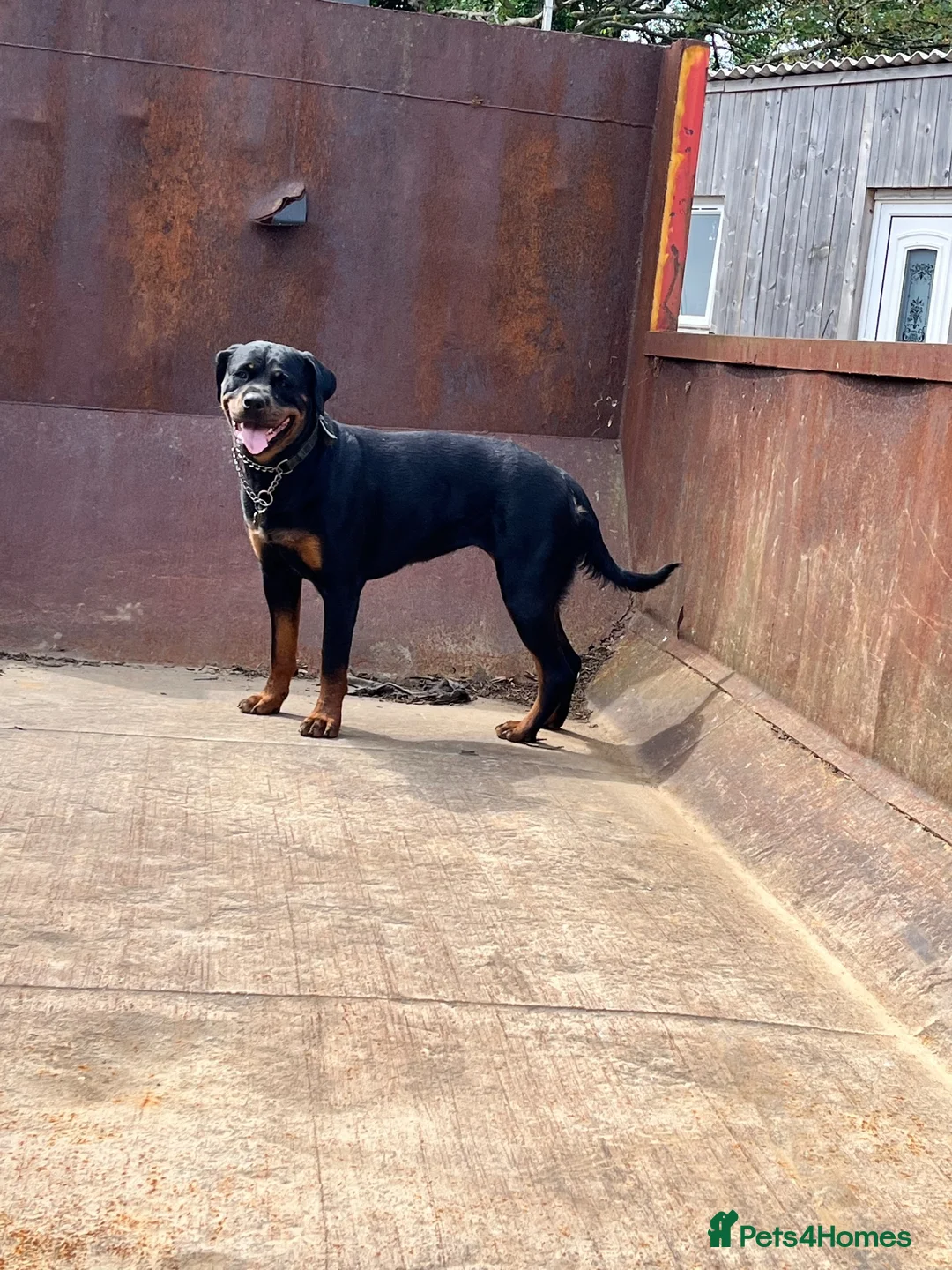 Rottweiler dogs for sale: Phenomenal Rottweiler pups  in Ripon - Advert 5