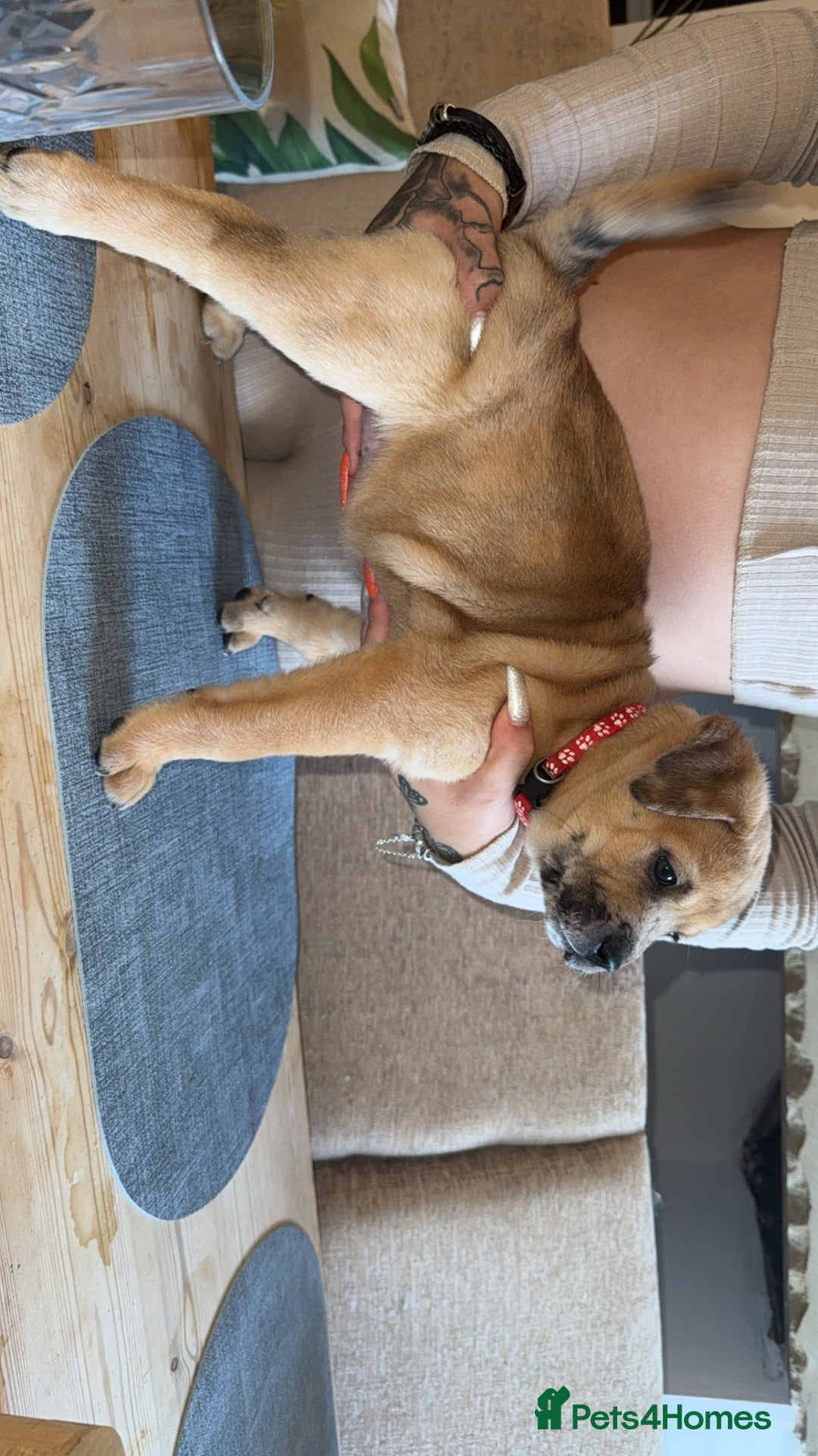 Mixed Breed dogs for sale: Chow chow x American bull dog  - Image 5
