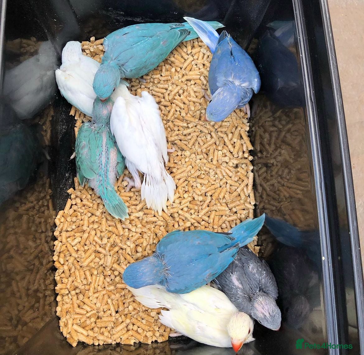 Conures birds for sale: Super tame hand reared ringneck - Advert 6