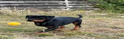 Rottweiler dogs for sale: Rottweiler puppies for show & breeding - Advert 39